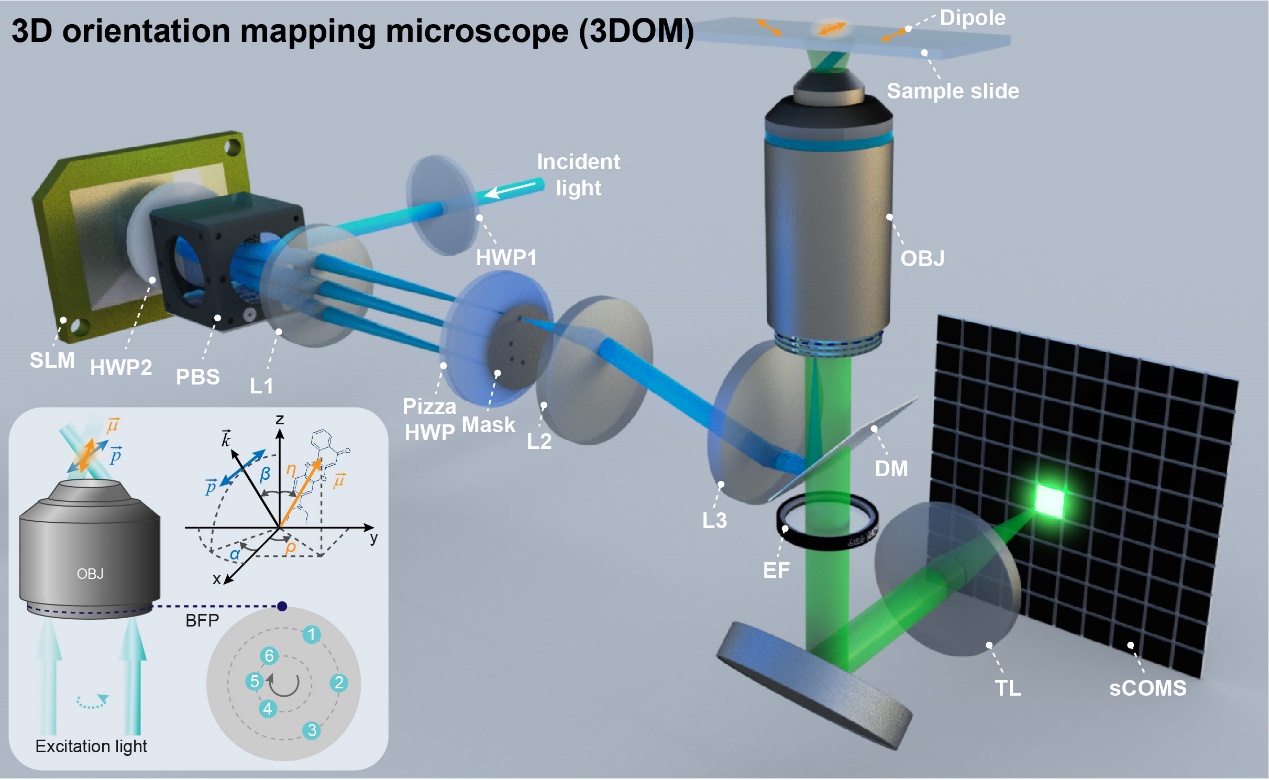 北京大学团队开发荧光偶极子三维取向映射显微技术